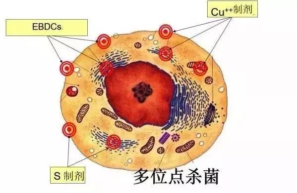 细菌性病害日渐猖獗，你会挑选杀菌剂吗？4