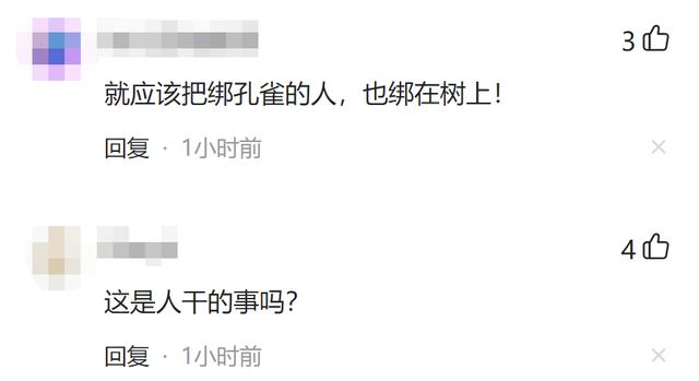 沈阳一景区疑似将孔雀绑在树上供游客观赏？其中一只孔雀脚已经红肿，景区：为了防止孔雀伤人