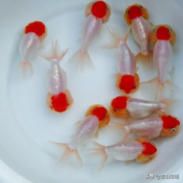 凤尾金鲫鱼鱼鳞有点黑