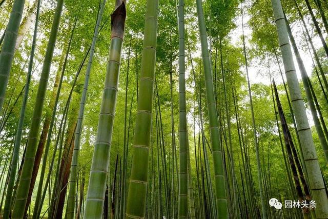 竹子的种类 竹子的种类（竹子的种类及特点） 生活