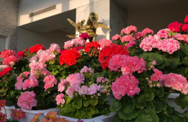 天竺葵的养殖方法 天竺葵的养殖方法「天竺葵的养殖方法和注意事项盆栽」 生活