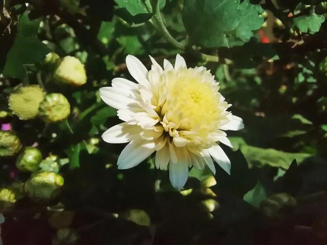 人淡如菊心素如简人淡如菊心素如简是什么意思