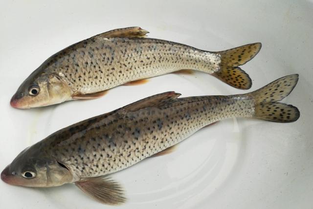 花骨鱼养殖技术视频 花骨鱼的养殖要注意什么,注意水体的颜色,适当