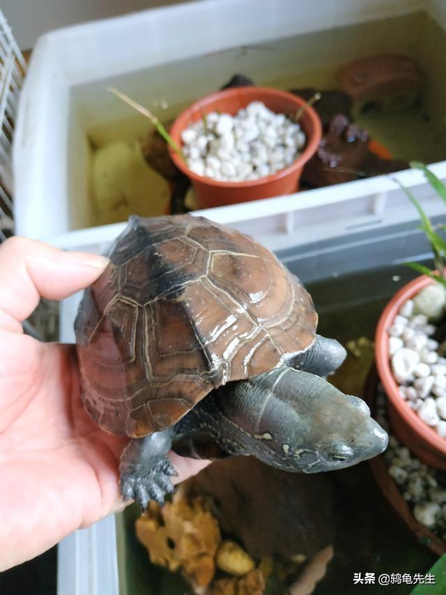 珍珠龟 珍珠龟(珍珠龟好养吗) 创业融资