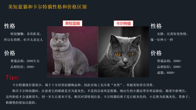 卡尔特猫