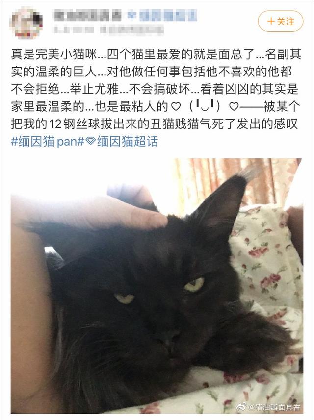 缅因猫