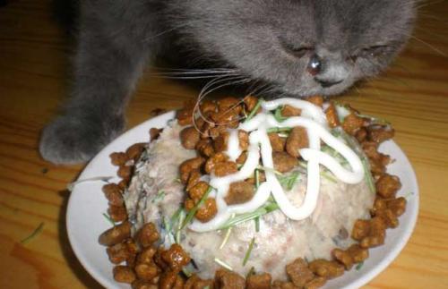 猫饭