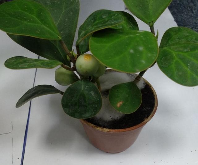 [七猫安卓一键评论]，姓叶的微信昵称大全