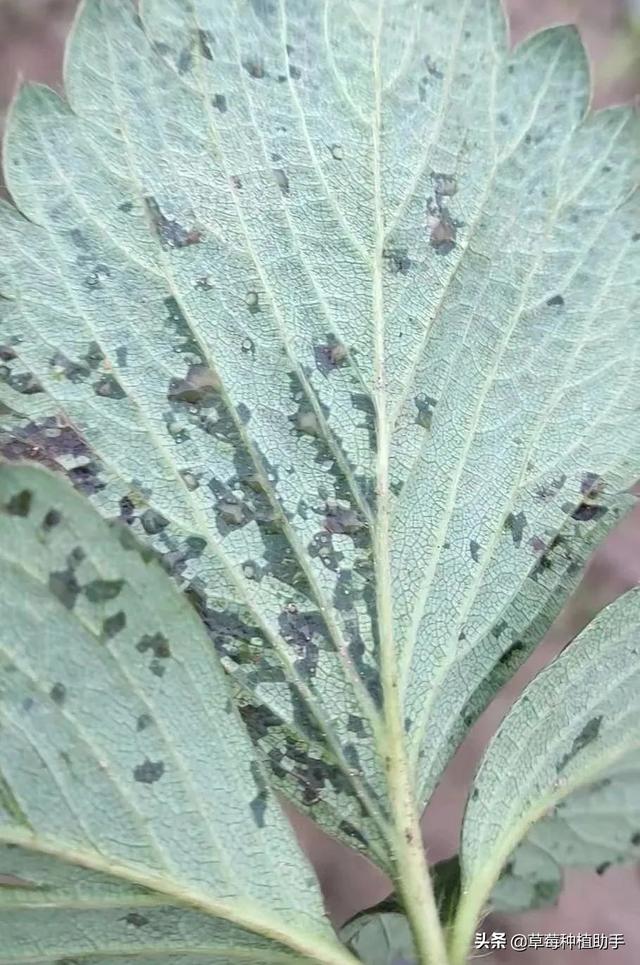 高温多雨，草莓育苗地细菌性病害多发，请注意防治4