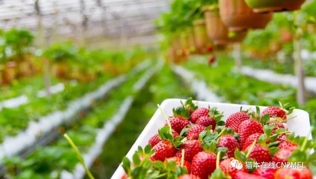 春季浆果采摘指南，墨尔本周边五大草莓园推荐