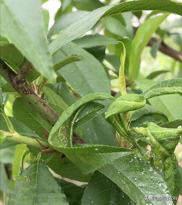 这个新药最厉害，防治抗性白粉虱、蚜虫，只需几秒钟就可击倒害虫