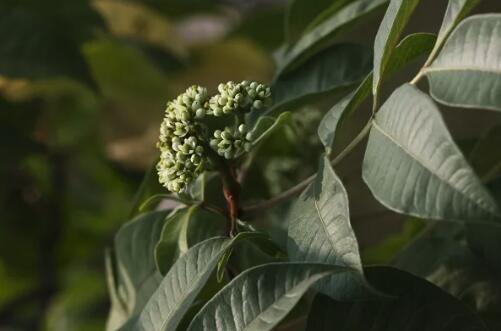 茱萸是什么植物