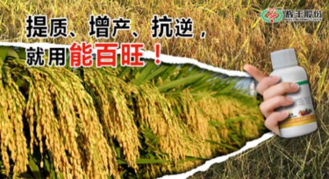 行走在创新道路上的辉丰生物农业6