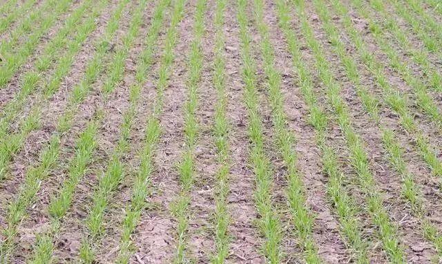 小麦什么时候除草效果最好？90%的农民其实都不知道1