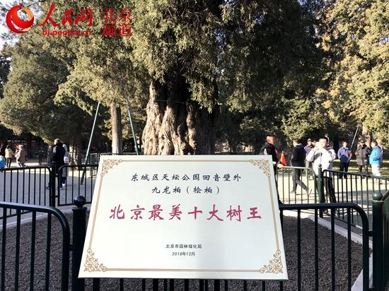 北京最美十大树王「世界第一柏树王」