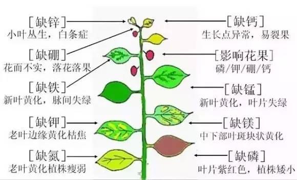 最全最基本的肥料知识（精编版）