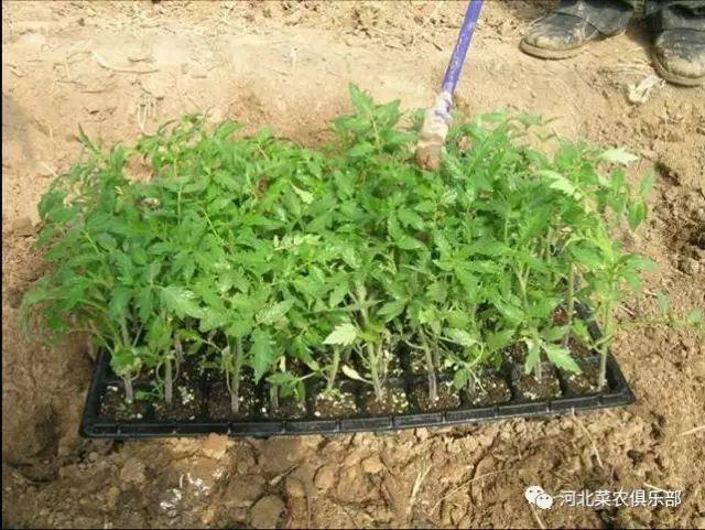 蔬菜种植问题多，12个“小处方”，帮您破解“大难题”！7