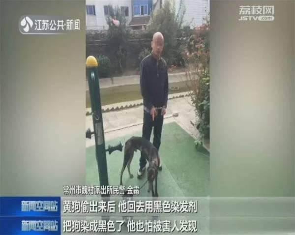 demo 格力犬论坛（格力犬论坛yy） 动物