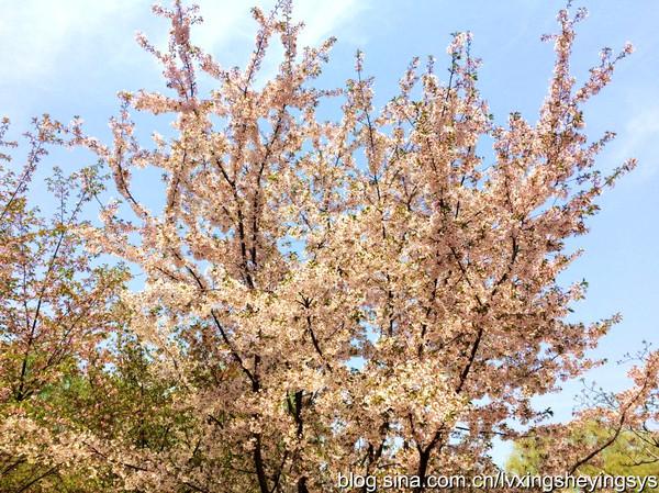 玉渊潭樱花节 玉渊潭樱花节（玉渊潭樱花节公园年票能用吗） 生活