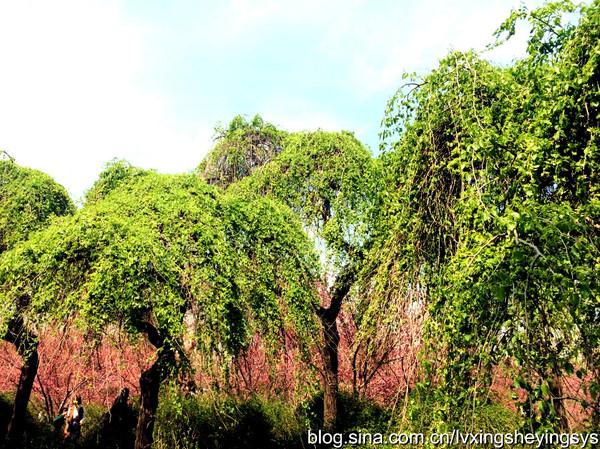 玉渊潭樱花节 玉渊潭樱花节（玉渊潭樱花节公园年票能用吗） 生活