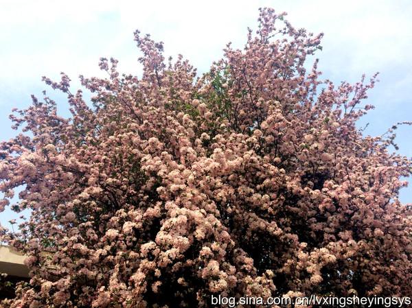 玉渊潭樱花节