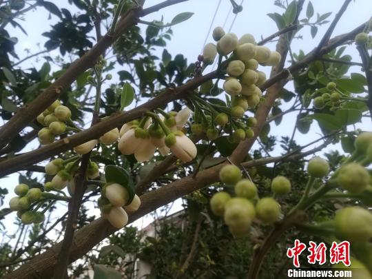 化州橘红第一村「正宗的化橘红是什么样的」