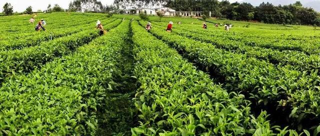 实用｜除草剂的功能与作用