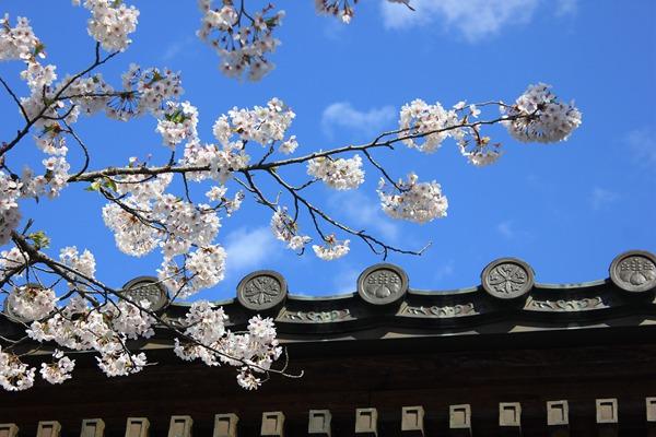 日本国花