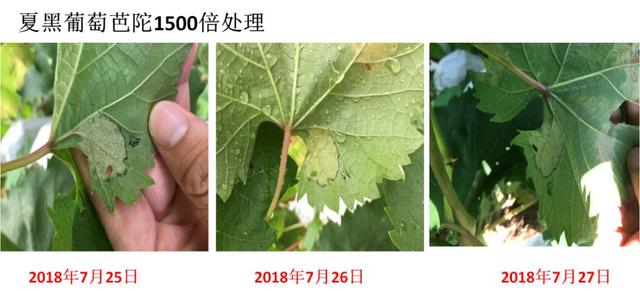 芭陀啶氧菌酯：作物保护专家，更持久更高效！4