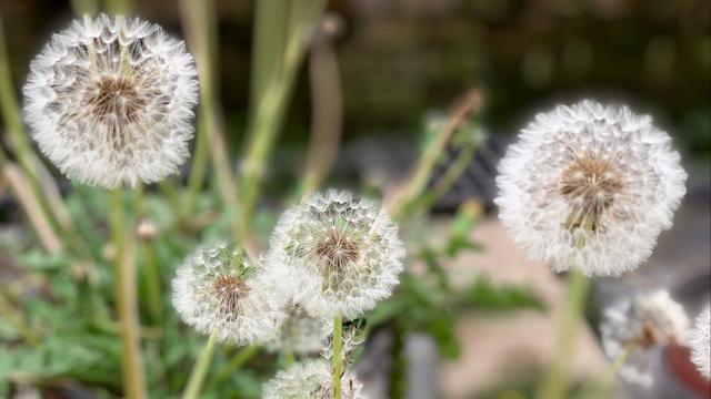 蒲公英资料 蒲公英资料（蒲公英资料简介） 生活