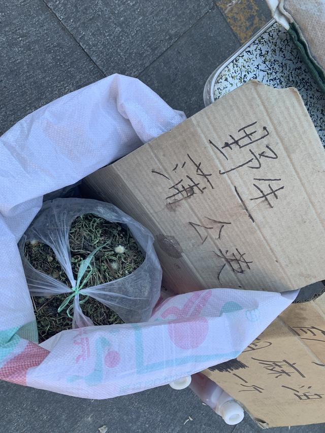 蒲公英资料 蒲公英资料（蒲公英资料简介） 生活
