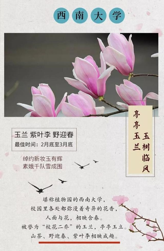 蔷薇花语