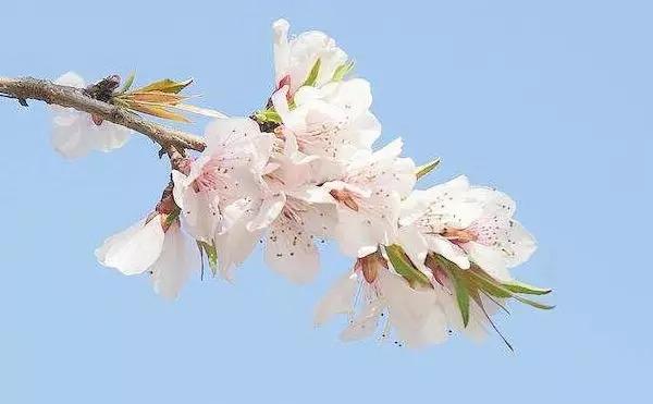 蔷薇花语 蔷薇花语（蔷薇花语录） 生活