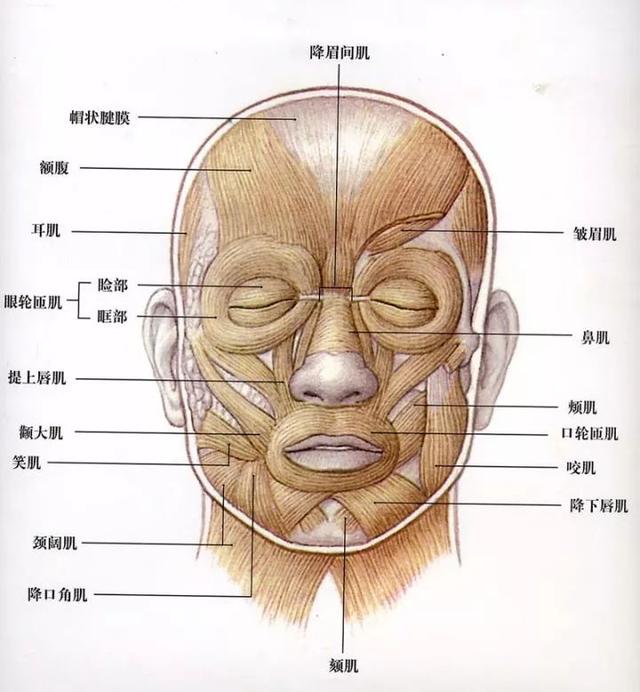 龇牙表情代表什么意思