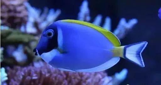 养海鱼过滤机