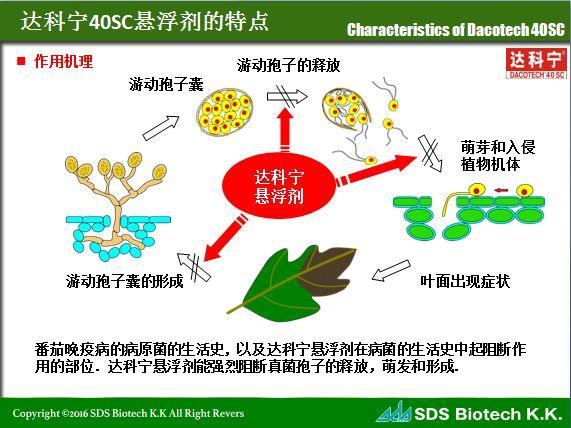 达科宁®：专注杀菌50年，剂型升级，40%百菌清悬浮剂重磅来袭1