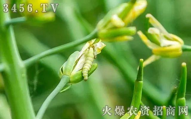 2019年新型杀虫剂，甲维·虫螨腈，多种害虫一网打尽！