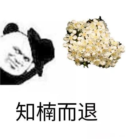 石楠花