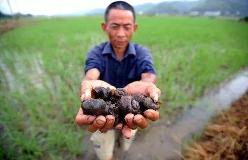 小心！这个生物已经侵入五省，可能马上就会来江西了~~~16