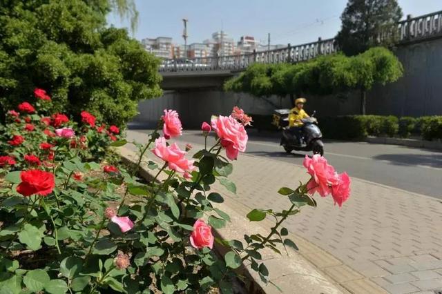 北京市花