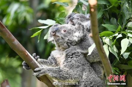 aukoala(aukoala是什么牌子)