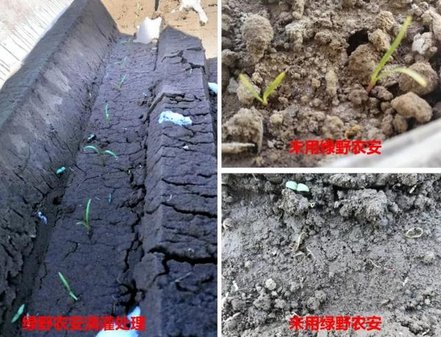 绿野农安®蹿红市场：有效防治病毒、细菌、真菌病害！样品派发中14