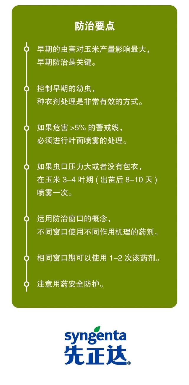 草地贪夜蛾肆虐14省，虫口夺粮，究竟如何防治幺蛾子？9