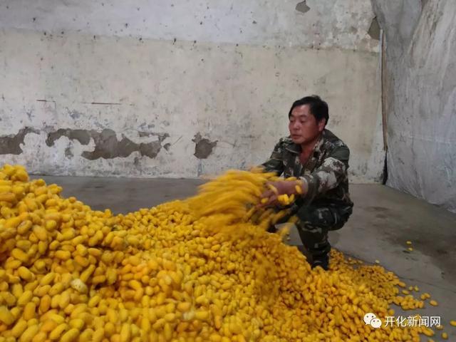 彩色蚕茧 彩色蚕茧（彩色蚕茧怎么出来的） 生活