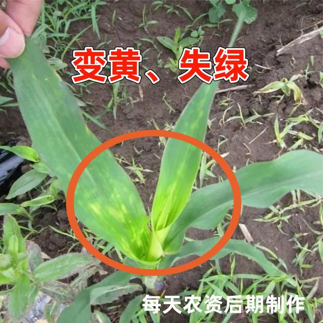 必看，玉米除草剂“关键点”大汇总3