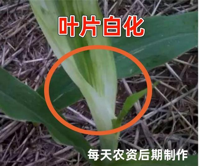 必看，玉米除草剂“关键点”大汇总5