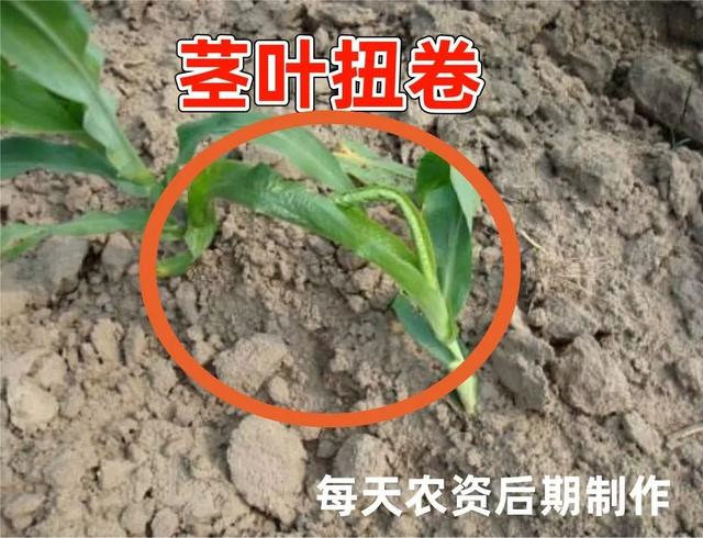 必看，玉米除草剂“关键点”大汇总6