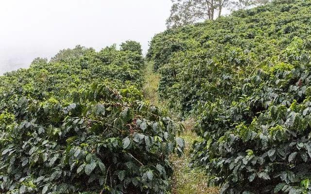 「咖啡种植」如何使用杀菌剂治理咖啡叶锈病？3