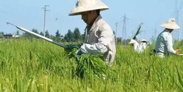 草甘膦打不死草？加上这一物，药到草除！更长效，更安全4