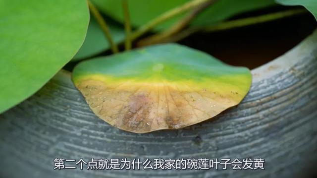 碗莲种植方法图解